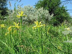 Касатик солелюбивый 005